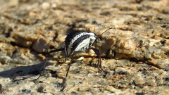 Stenocara gracilipes