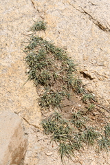 Ephedra regeliana