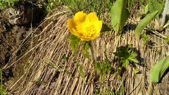 Trollius ranunculinus