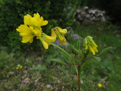 Trigonella esculenta
