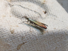 Coleophora deauratella