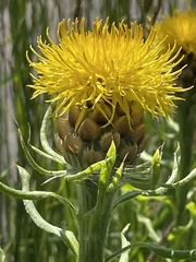 Centaurea macrocephala