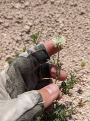 Dalea candida oligophylla