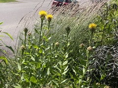 Centaurea macrocephala