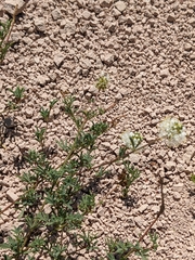 Dalea candida oligophylla