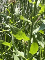 Centaurea macrocephala