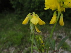 Trigonella esculenta