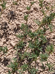 Dalea candida oligophylla