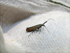 Coleophora deauratella