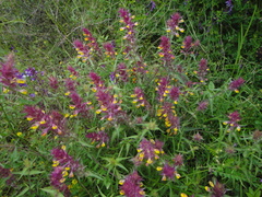 Melampyrum carstiense