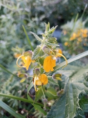 Rhynchocorys orientalis