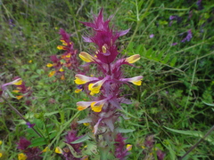 Melampyrum carstiense