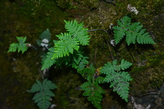 Aleuritopteris krameri