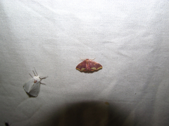 Lophosis labeculata