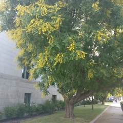 Koelreuteria paniculata