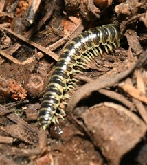 Stenodesmus tuobitus