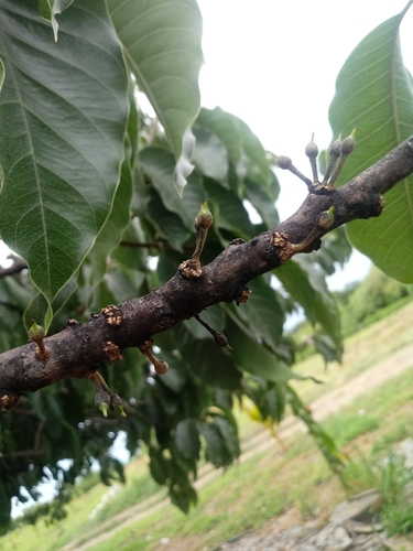 Sideroxylon capiri - Whole tree
