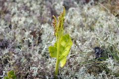 Botrychium boreale