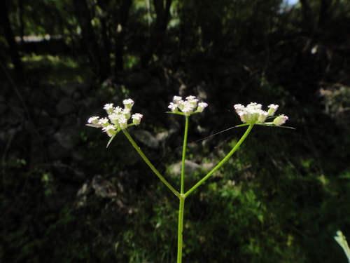 torica roľná (Torilis arvensis)