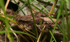 Melanoplus adapi