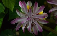 Curcuma pseudomontana