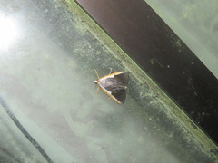 Pylartes subcostalis