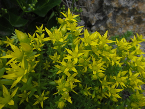 Žednjak (Sedum)