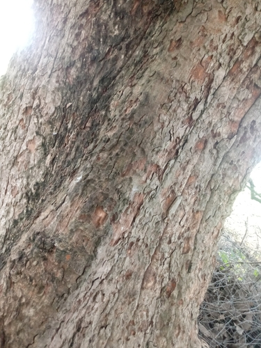 Sideroxylon capiri - Flowers