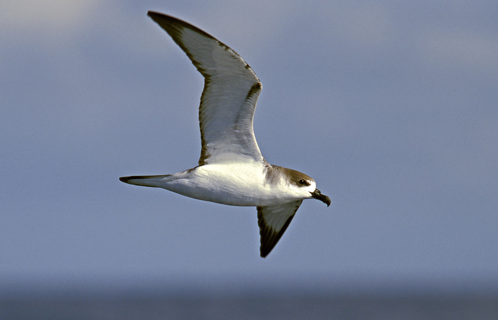 Juan Fernandez Petrel (Pterodroma externa) photo