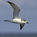 Juan Fernandez Petrel - Photo (c) Greg Lasley, some rights reserved (CC BY-NC), uploaded by Greg Lasley