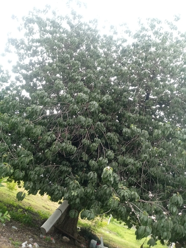 Sideroxylon capiri - Leaves