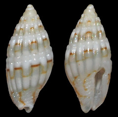 Zafra vercoi