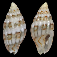 Zafra vercoi