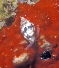 Zafra vercoi