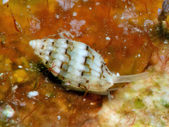 Zafra vercoi
