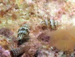 Zafra vercoi