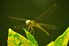 Crocothemis servilia