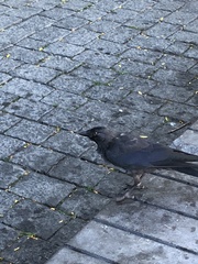 Corvus monedula