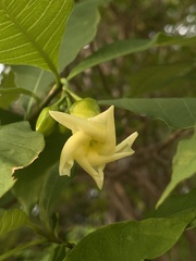 Tabernaemontana ochoterenae