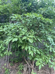 Tabernaemontana ochoterenae