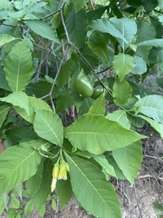 Tabernaemontana ochoterenae