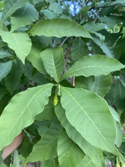 Tabernaemontana ochoterenae