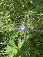 Lactuca pulchella
