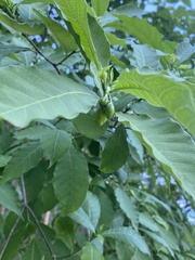 Tabernaemontana ochoterenae