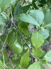 Tabernaemontana ochoterenae