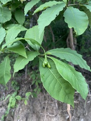 Tabernaemontana ochoterenae