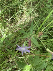 Lactuca pulchella