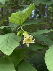 Tabernaemontana ochoterenae