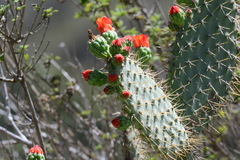 Tacinga palmadora