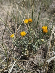 Picradeniopsis oppositifolia